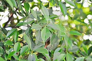 banyan tree or Ficus annulata or ficus bengalensis plant ,sun and sky in the evening or morning