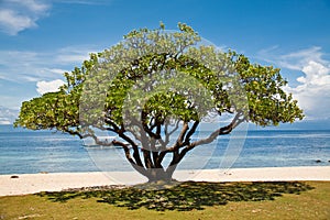 Banyan tree (Ficus benghalensis)