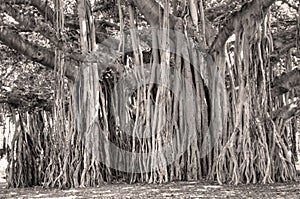 Banyan Tree Ficus benghalensis