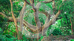 Banyan tree or Ficus benghalensis - an Indian fig tree