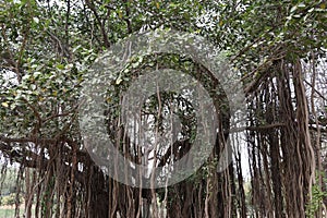 Banyan Tree, Ficus benghalensis, Qutub Shahi Tombs, Hyderabad, India