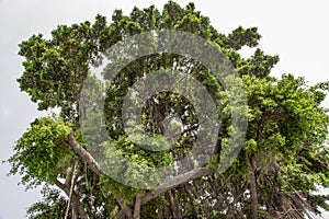 Banyan tree Ficus benjamina large and old grown in the park, kown as weepig fig, benjamin fig or ficus tree photo