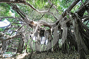 Banyan tree in the forest