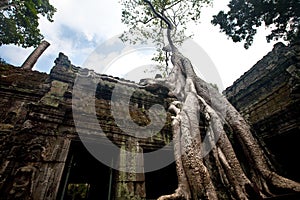 Banyan tree growing in the ancient ruin of Ta Phrom, Angkor Wat, Cambodia.