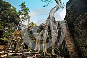 Banyan tree growing in the ancient ruin of Ta Phrom, Angkor Wat, Cambodia.