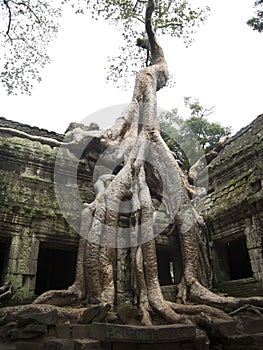 Banyan Tree growing on top of temple Ta Prohm