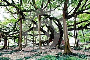 Banyan Tree