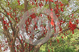 Banyan tree of happiness with red ribbons in China
