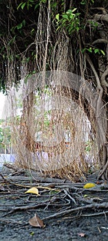 The banyan tree has its roots hanging down from the ground photo