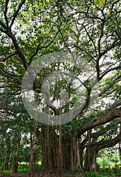 Banyan Tree, Indian Banyan Tree, Ficus Benghalensis