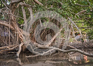 Banyan tree in the jungle near a village in Goa, India