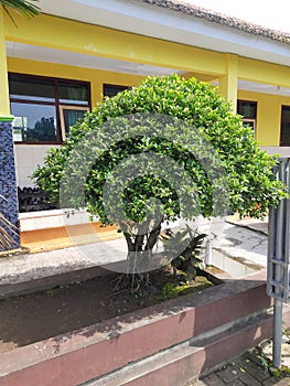 banyan tree or kimeng in Rojasa Village Park photo