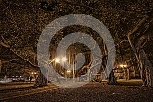 Banyan tree in Lahaina Hawaii