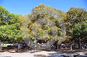 Banyan Tree, Lahaina, Maui