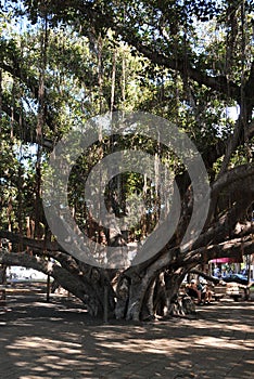 Banyan Tree Lahaina Maui