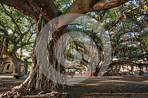 The Banyan Tree in Lahaina Maui, HI