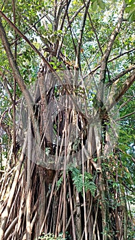 A banyan tree, a large-sized plant with accessory trunks formed from adventitious prop roots photo