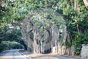 Banyan tree Latin name Ficus benghalensis