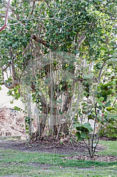 Banyan tree Latin name Ficus benghalensis