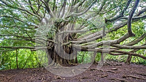 Banyan tree of life