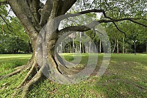 Banyan tree of lifeã€‚