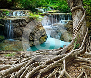 Banyan tree and limestone waterfalls in purity deep forest use n