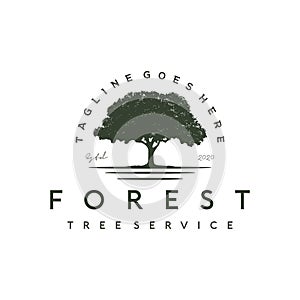 Banyan tree logo for Tree service / residential landscape vintage logo design