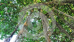 Banyan tree with long aerial roots