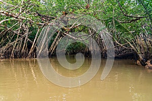 Banyan Tree and Mangrove forest in Sang Nae Canal Phang Nga, Thailand