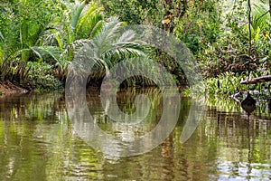 Banyan Tree and Mangrove forest in Sang Nae Canal Phang Nga, Thailand photo