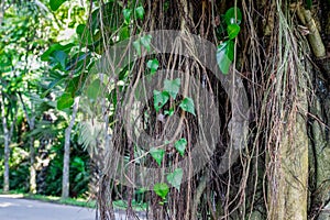 A banyan tree with many growing roots beside the road close up