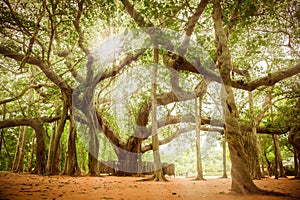 Banyan Tree of Matrimandir at Auroville, Pondicherry photo