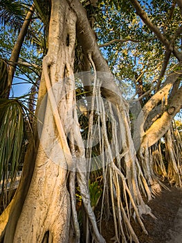 Banyan tree in Naples, Florida