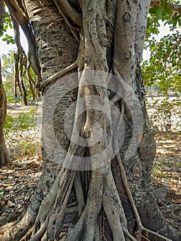 Banyan tree is the national tree of India. (Ficus bengalensis)