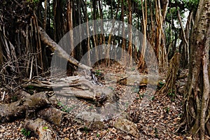 Banyan Tree photo