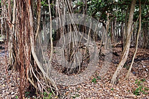 Banyan Tree photo