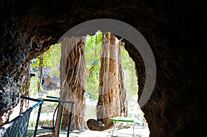 Banyan tree outside the historic cave