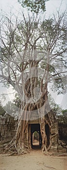 Banyan tree over the door from Ta Som. Angkor Wat