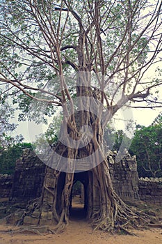 Banyan tree over the door from Ta Som. Angkor Wat photo