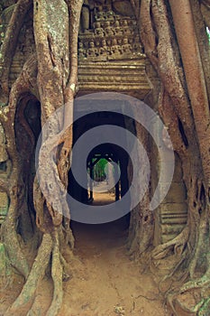 Banyan tree over the door from Ta Som. Angkor Wat