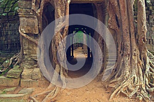 Banyan tree over the door from Ta Som. Angkor Wat