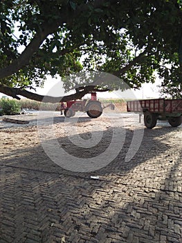 BANYAN TREE PLANT