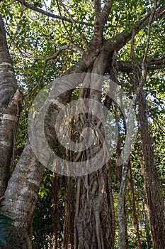 Banyan Tree
