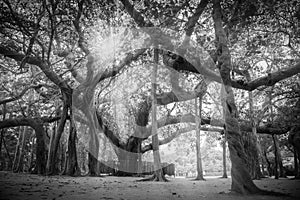 Banyan Tree present at Matrimandir at Auroville, Pondicherry