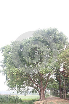 The banyan tree on road of village