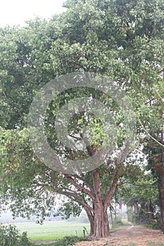 The banyan tree on road of village