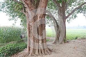 The banyan tree on road of village