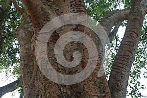 The banyan tree on road of village