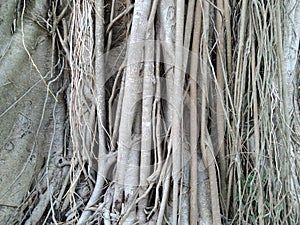 Banyan tree root view