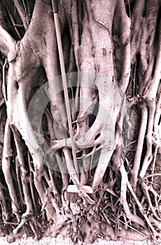 Banyan tree roots